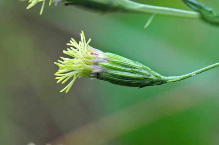 Veiny Brickellbush has pale yellow, (see photo) often purple tinged floret heads with slender stems. This species blooms from August or September to October. Brickellia venosa